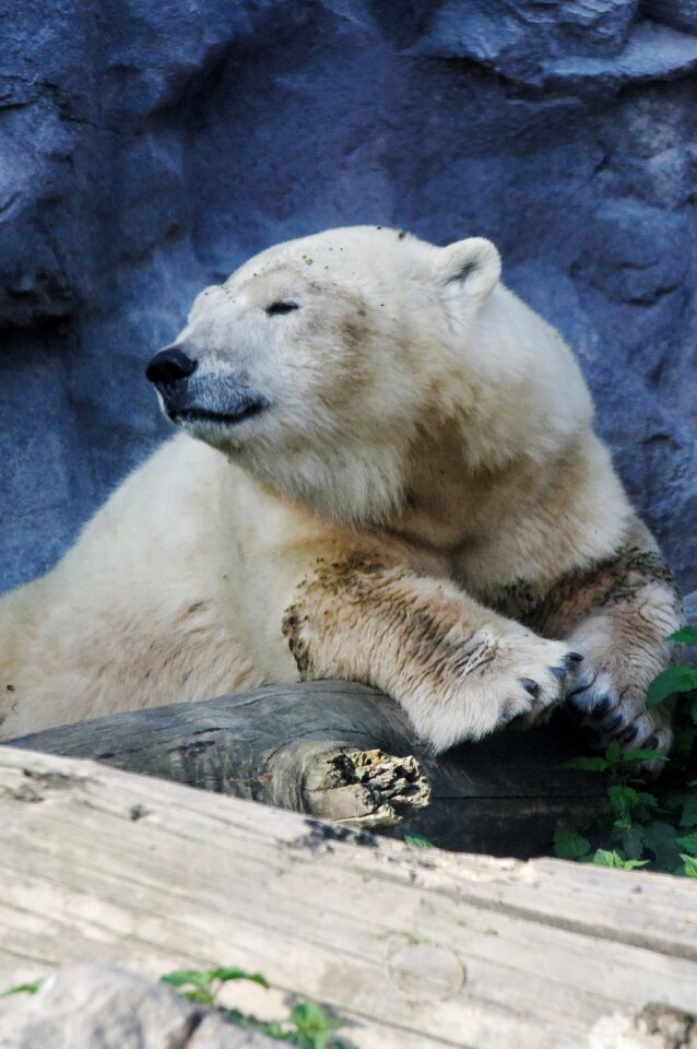 Rest fur feelings