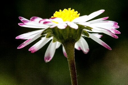Monatsroeserl m p little daisy