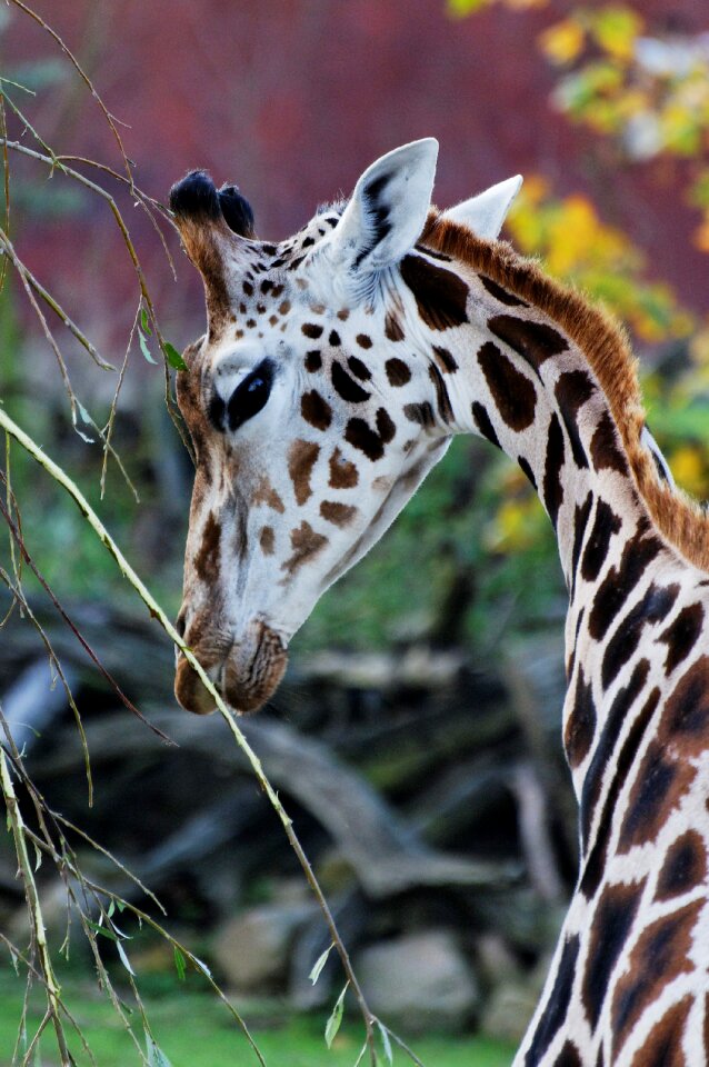 Enclosure animal zoo