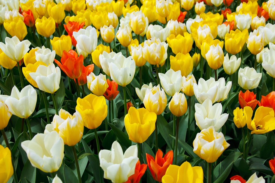 Colorful bright flora