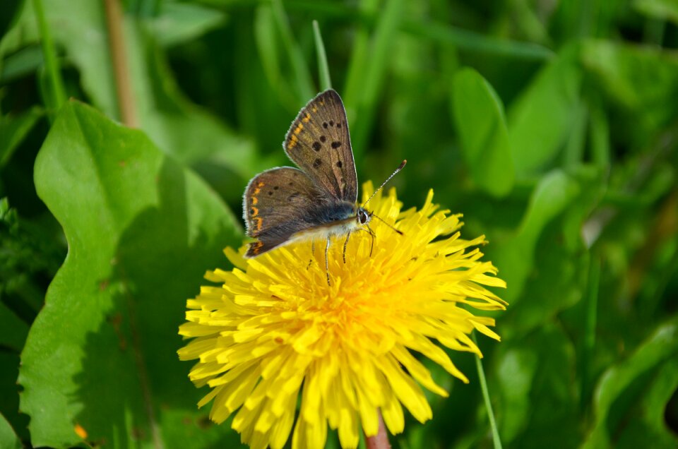 Collect nectar butterfly dandelion