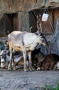 Animal zoo zoom gelsenkirchen