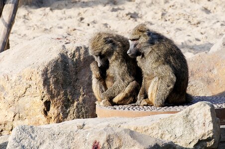 Sand stones enclosure