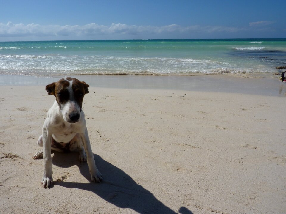 Jamaica dog beach photo