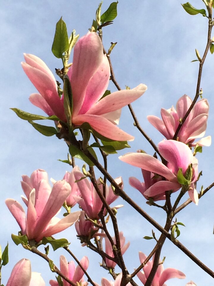 Sky tree flower