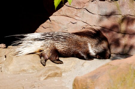 Enclosure animal zoo photo