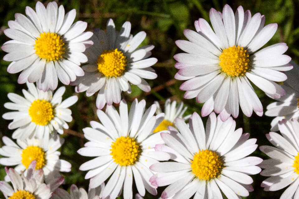 Monatsroeserl m p little daisy