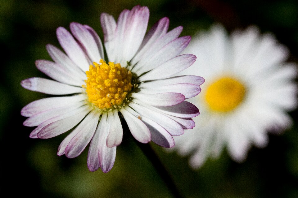 Monatsroeserl m p little daisy