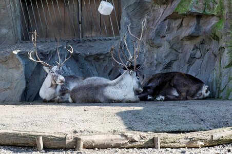 Animal zoo zoom gelsenkirchen