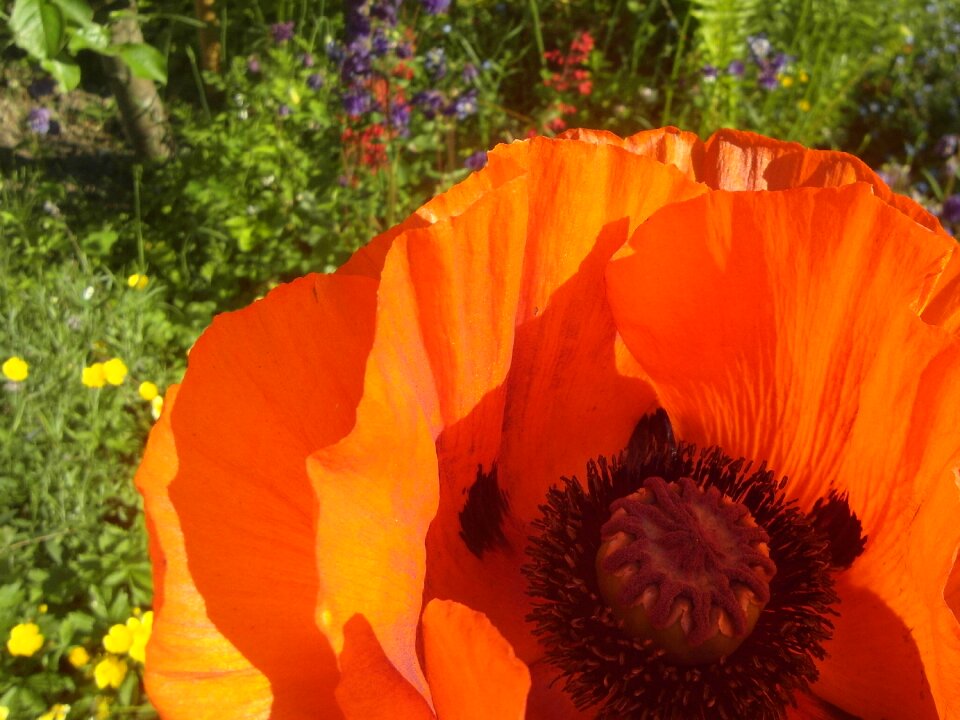 Poppy orange garden