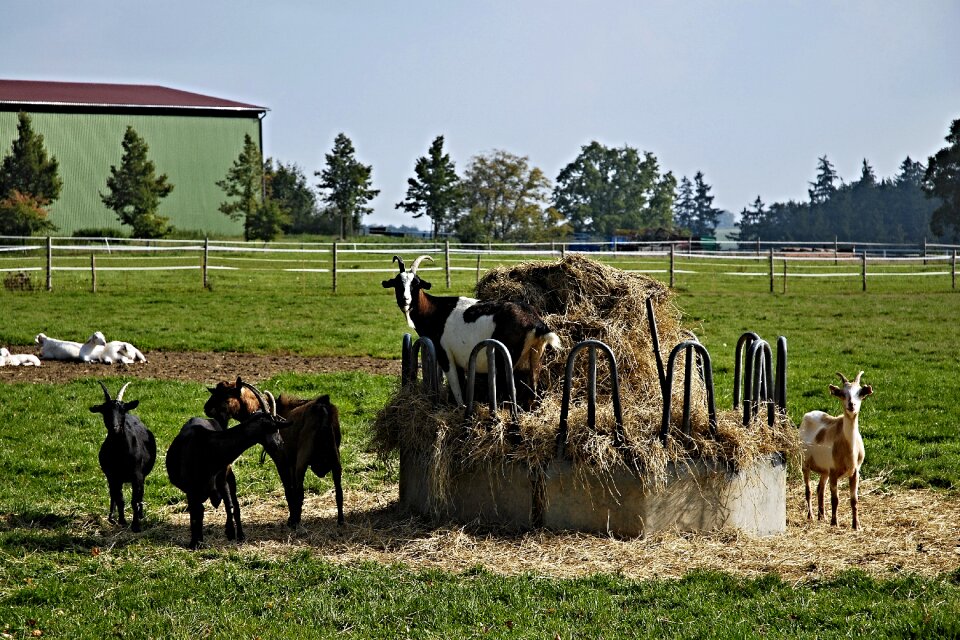 Fences economy animals