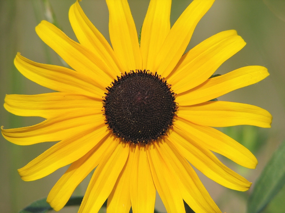Brown eyed wildflower