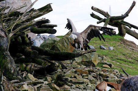 Bird plumage standing photo