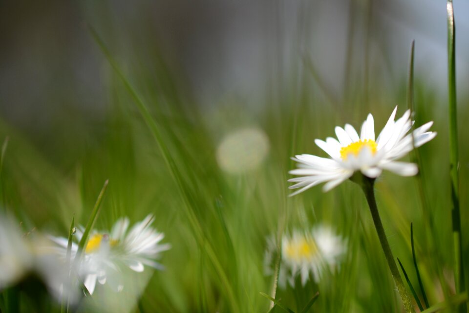 Plant blossom bloom