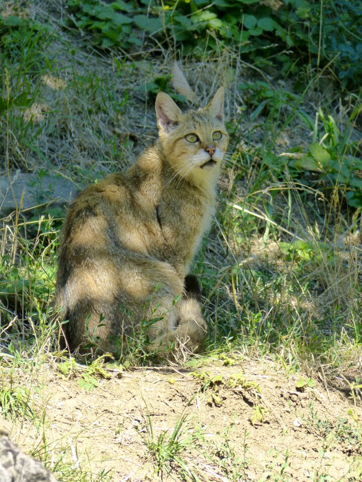 Wildcat predator dangerous