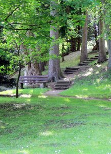 Gradually forest nature