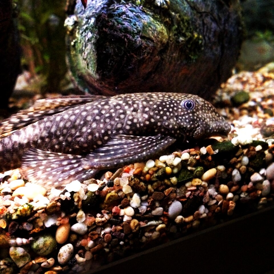 Ancistrus aquarium fish pet