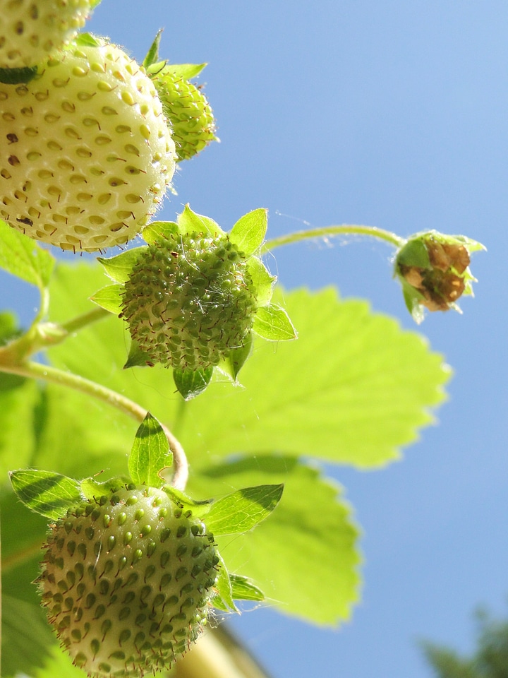 Leaves strawberries seeds