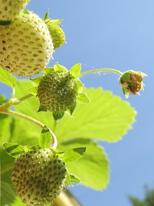 Leaves strawberries seeds