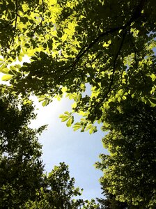 Leaves tree chestnut photo