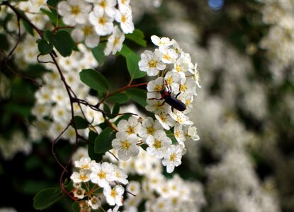 Bloom flowers bloom