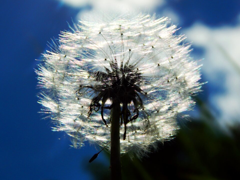 White macro spring