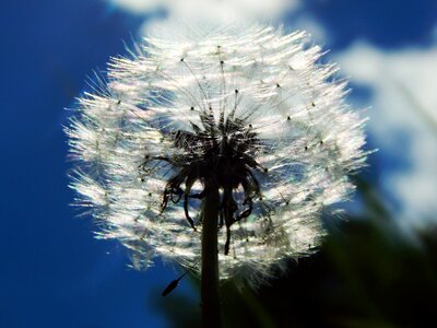 White macro spring
