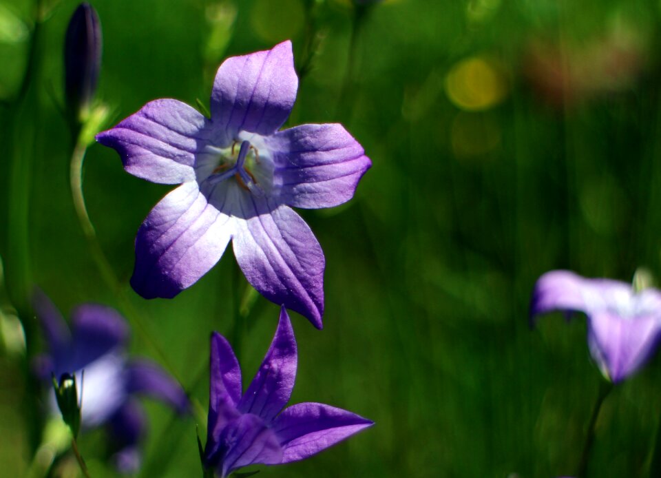 Bloom campanula petals photo