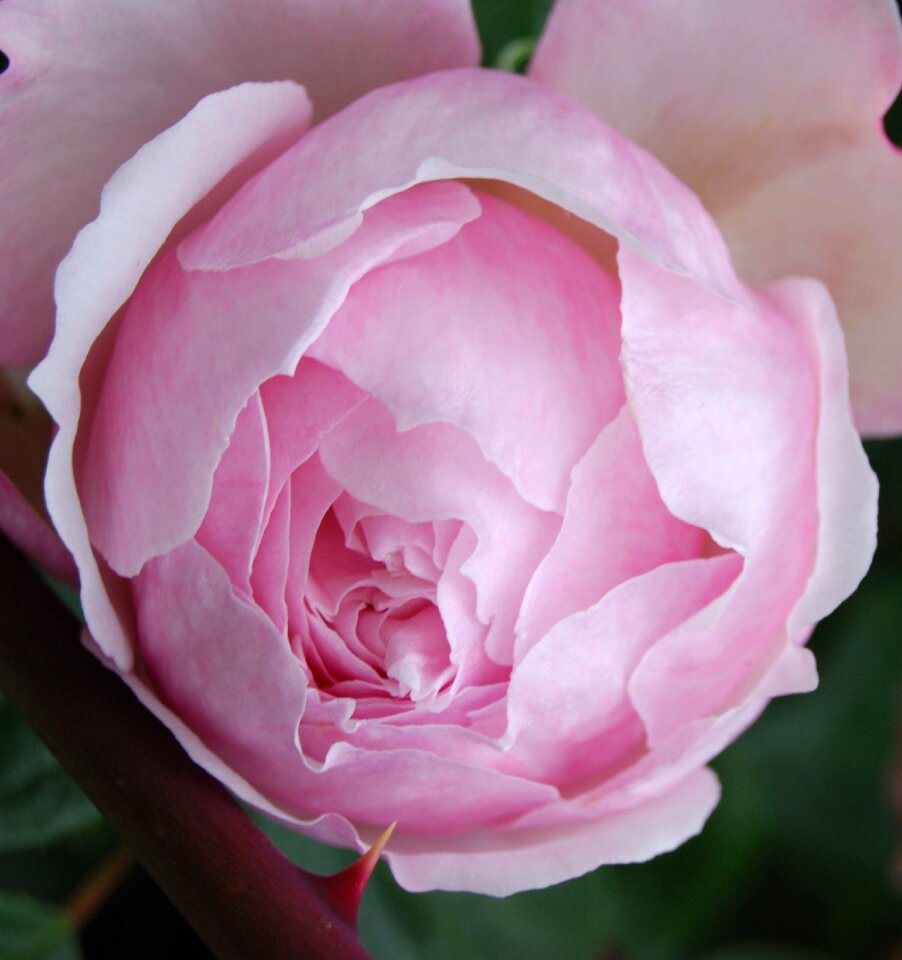 Pink petals plant