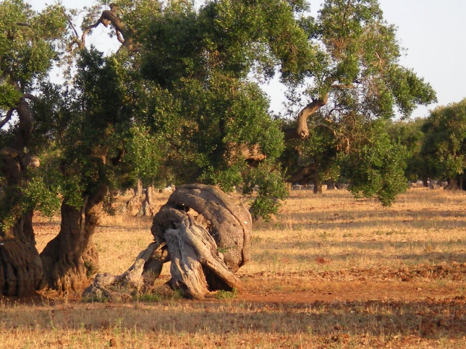 Olive tree trees secular