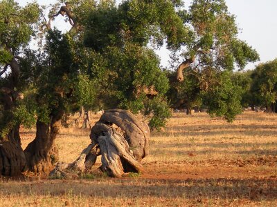 Olive tree trees secular