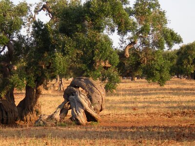 Olive tree trees secular photo