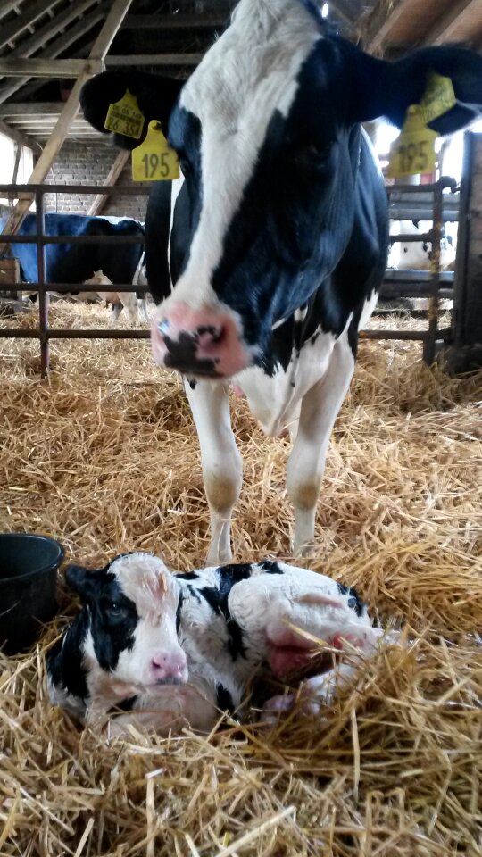 Born agriculture dairy cattle