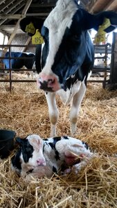 Born agriculture dairy cattle