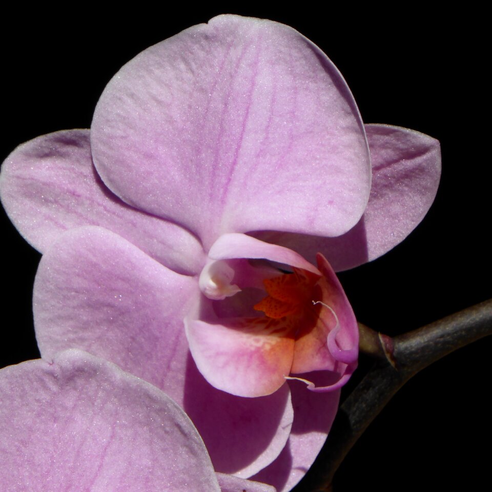 Flower purple plant