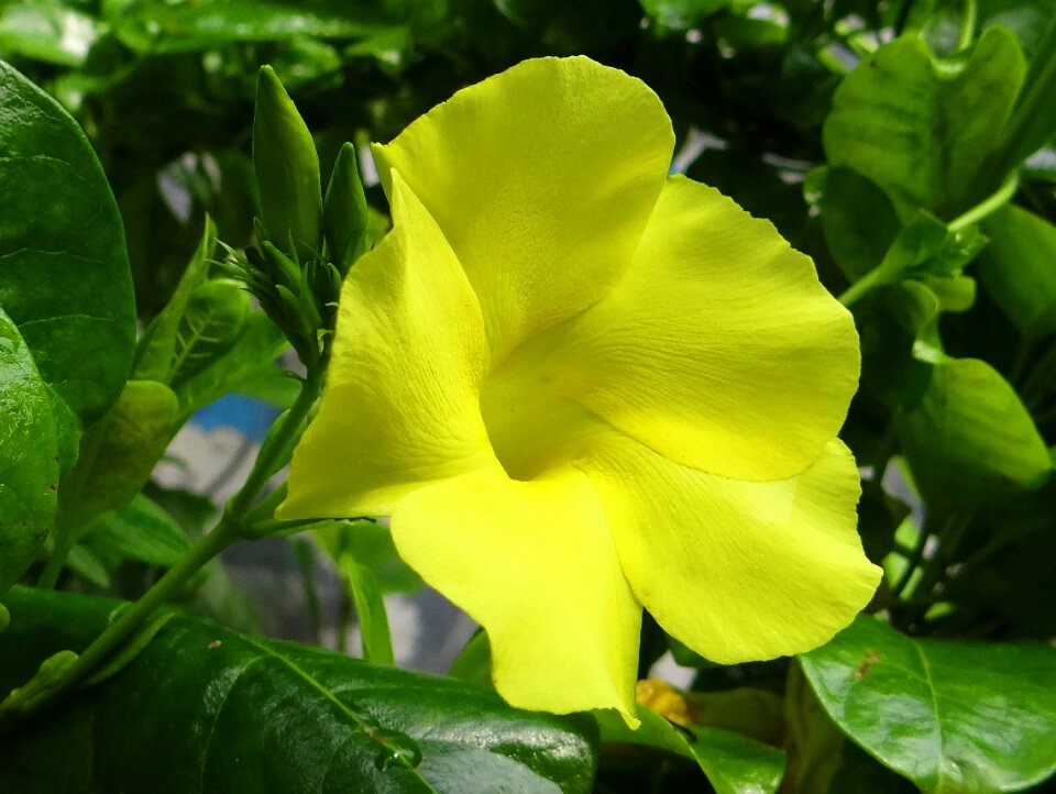 Urechites lutea apocynaceae allamanda
