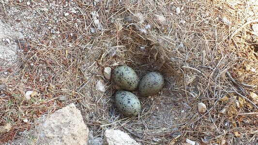 Moeveneier bird eggs nest