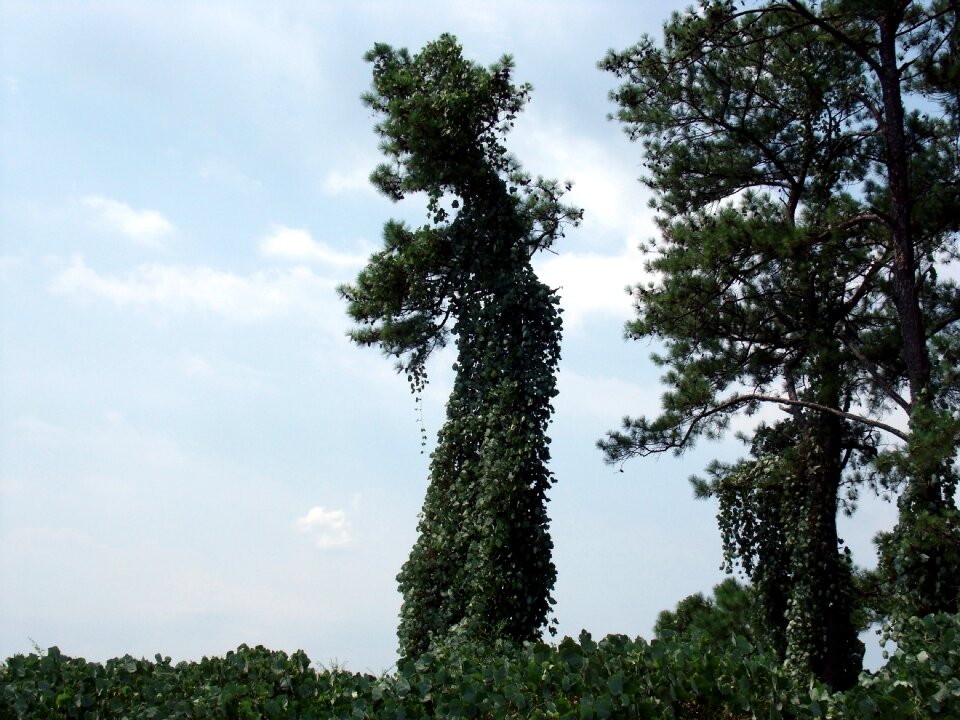 Nature leaves sky