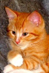 Red kitten domestic animal attaching