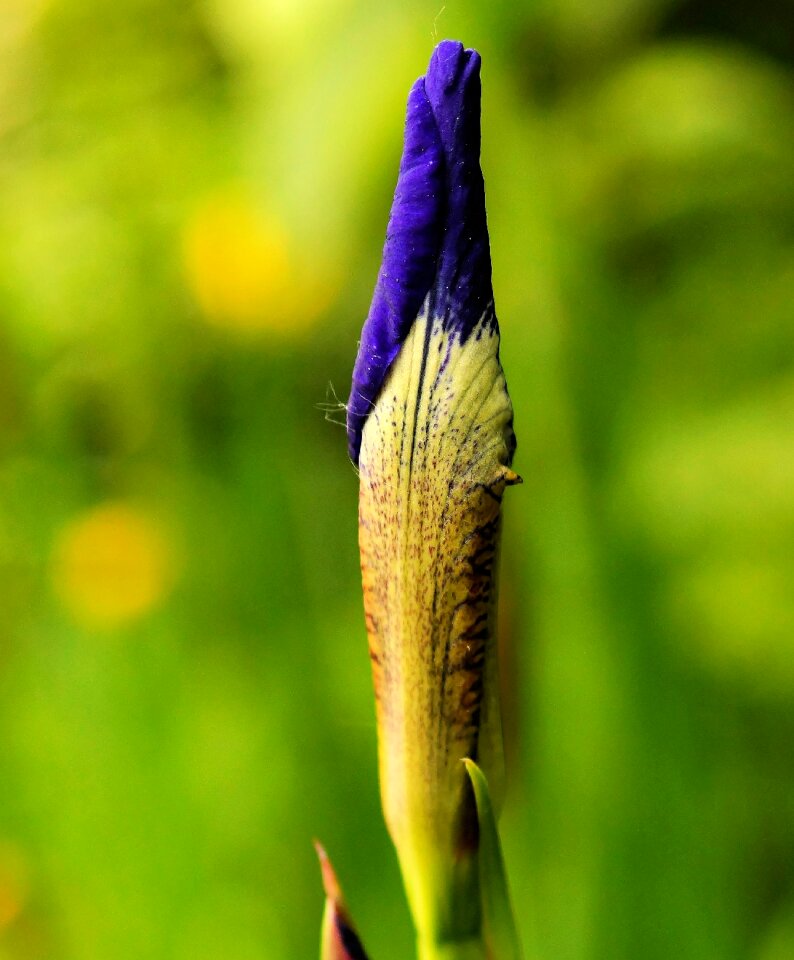 Blue closed close up