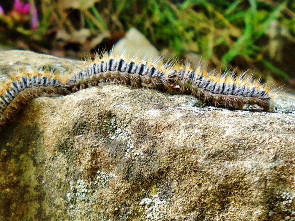Group reproduction nature