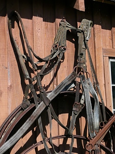Manitoba canada horse