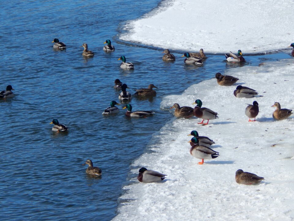 Outside duck animals