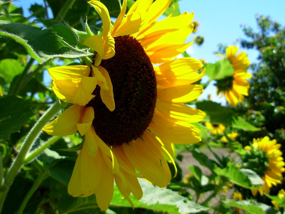Autumn sunflowers flower