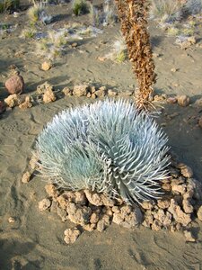 Silver sword island of hawaii mauna kea
