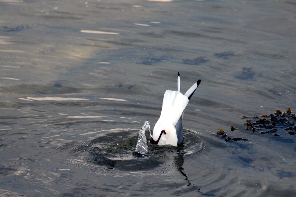 Chroicocephalus ridibundus black headed gulls species photo