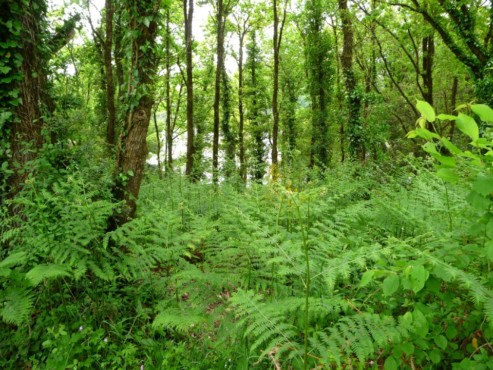 Nature green spring