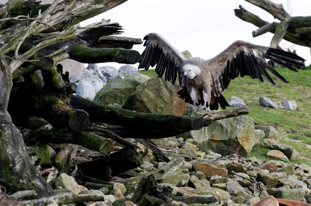 Bird plumage standing photo