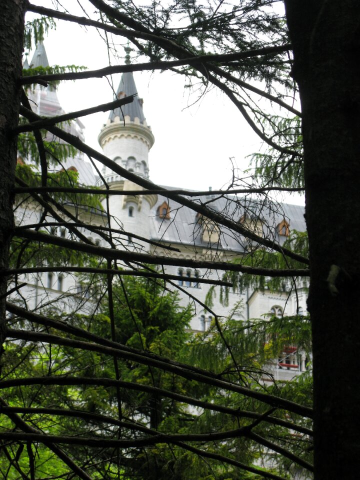 Spruce forest bavaria
