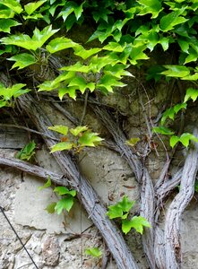 Green wall nature